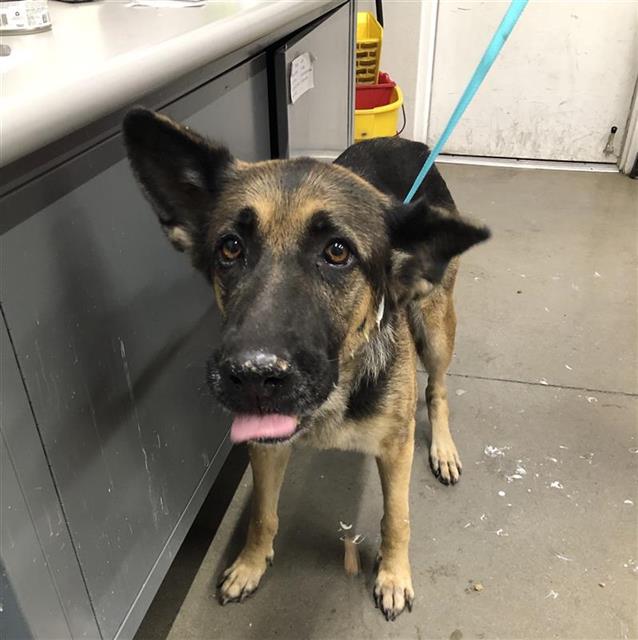 Shelter Stray Female Dog last seen Near BLOCK N BLACKSTONE AVE, FRESNO CA 93710, 5277 E Airways Blvd, Fresno, CA 93727, USA