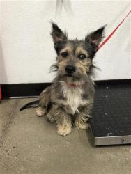 Shelter Stray Male Dog last seen Near BLOCK N SUGAR PINE AVE, FRESNO CA 93650 1223, 5277 E Airways Blvd, Fresno, CA 93727, USA