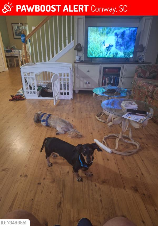 Lost Male Dog last seen Midtown village, Conway, SC 29526