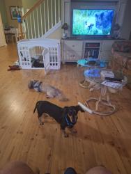 Lost Male Dog last seen Midtown village, Conway, SC 29526