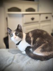 Reunited Female Cat last seen Wentworth St./Field St., Shalersville Township, OH 44241