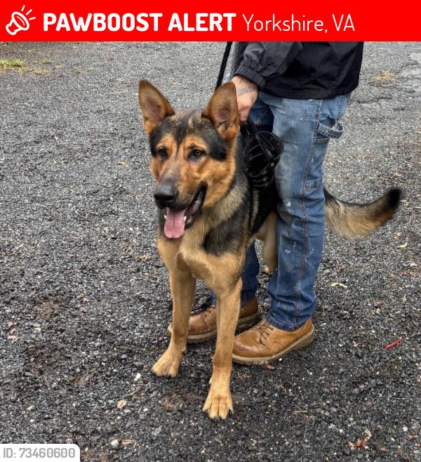 Lost Male Dog last seen No sightings, Yorkshire, VA 20111