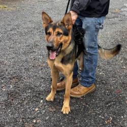 Lost Male Dog last seen No sightings, Yorkshire, VA 20111
