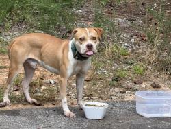 Found/Stray Male Dog last seen Broadwater, Granite Falls, NC 28630