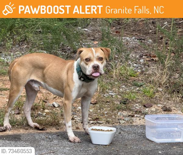 Found/Stray Male Dog last seen Broadwater, Granite Falls, NC 28630