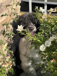 Found/Stray Unknown Dog last seen Nearest cross street is Victory, located across from the Q apmts, Los Angeles, CA 91367