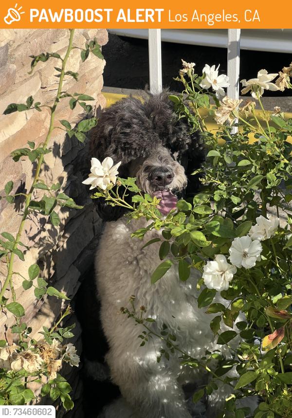 Found/Stray Unknown Dog last seen Nearest cross street is Victory, located across from the Q apmts, Los Angeles, CA 91367