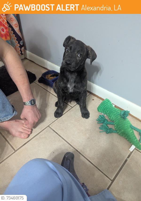 Found/Stray Male Dog last seen I49, Alexandria, LA 71302