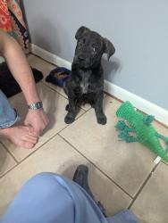 Found/Stray Male Dog last seen I49, Alexandria, LA 71302
