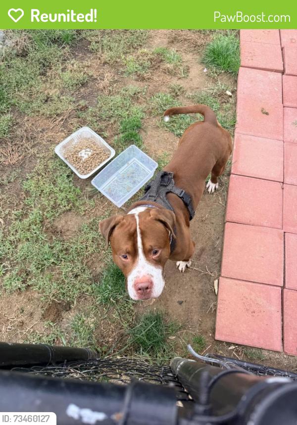 Reunited Male Dog last seen Cobbs Creek, Upper Darby Township, PA 19082