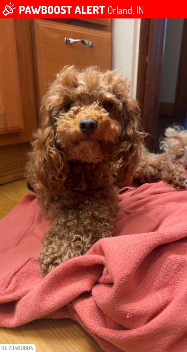 Lost Male Dog last seen Wall Lake, Orland, IN, Orland, IN 46776