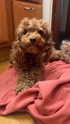 Lost Male Dog last seen Wall Lake, Orland, IN, Orland, IN 46776