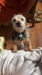 Lost Female Dog last seen 6th street, near the river walk, Cayce, SC 29033