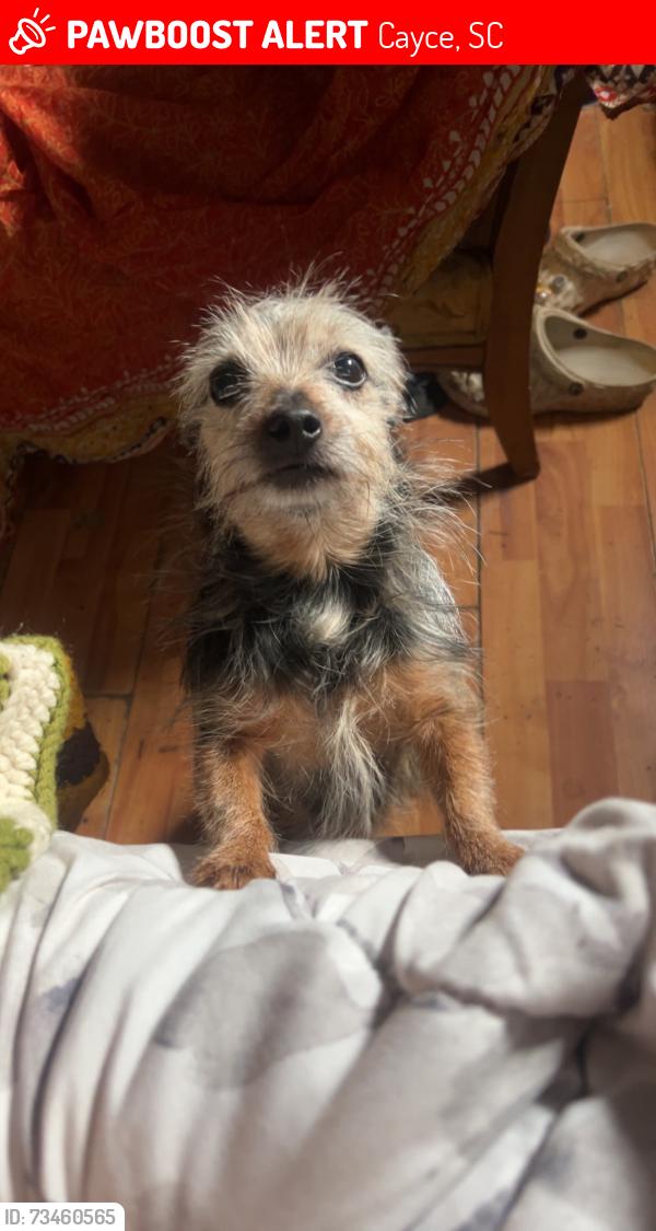 Lost Female Dog last seen 6th street, near the river walk, Cayce, SC 29033