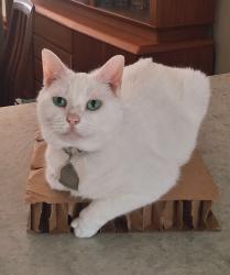 Reunited Female Cat last seen Griffith Rd & Hyde Place Circle, Winston-Salem, NC 27103