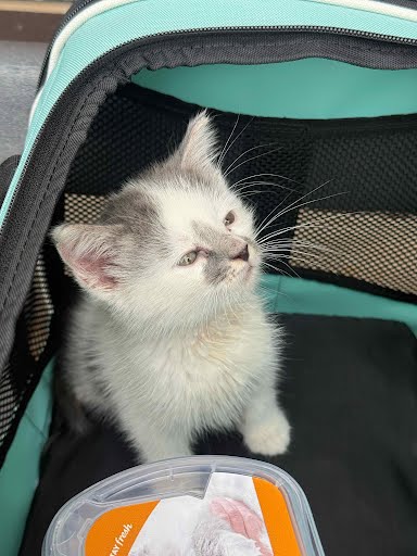 Shelter Stray Female Cat last seen Near Monmouth Drive, Stone Mountain, GA, 30083, 30083, GA, 3280 Chamblee Dunwoody Rd, Chamblee, GA 30341, USA