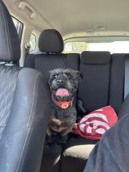 Found/Stray Male Dog last seen Clinton and albany, New Britain, CT 06053