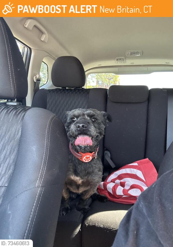 Found/Stray Male Dog last seen Clinton and albany, New Britain, CT 06053