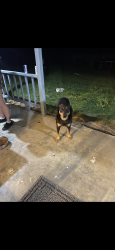 Reunited Male Dog last seen Near out side of lake Kiowa, Collinsville, TX 76233