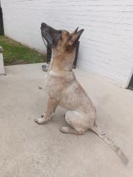 Found/Stray Unknown Dog last seen SE 37th Pl & Henney, Choctaw, OK 73020