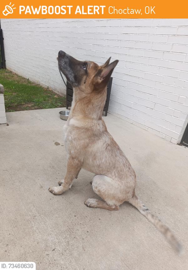 Found/Stray Unknown Dog last seen SE 37th Pl & Henney, Choctaw, OK 73020