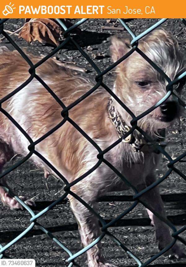 Found/Stray Female Dog last seen Inside Selma Olinder School, San Jose, CA 95116