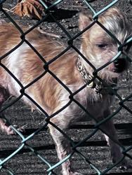 Found/Stray Female Dog last seen Inside Selma Olinder School, San Jose, CA 95116