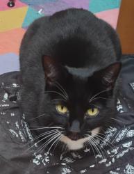 Lost Female Cat last seen Sandyleaze, Bristol City, England BS9 3PH