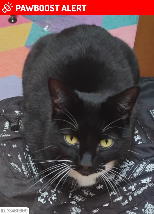 Lost Female Cat last seen Sandyleaze, Bristol City, England BS9 3PH