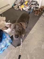 Found/Stray Male Dog last seen Ann Arbor rd. & Tulip, Port St. Lucie, FL 34953