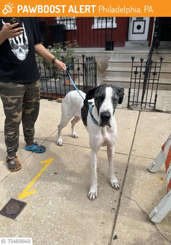 Found/Stray Female Dog last seen 42nd and Parrish, Philadelphia, PA 19104