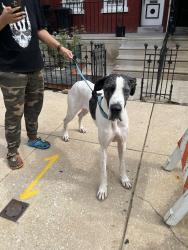 Found/Stray Female Dog last seen 42nd and Parrish, Philadelphia, PA 19104