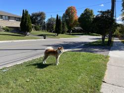 Found/Stray Male Dog last seen Finch and bayview, Toronto, ON 