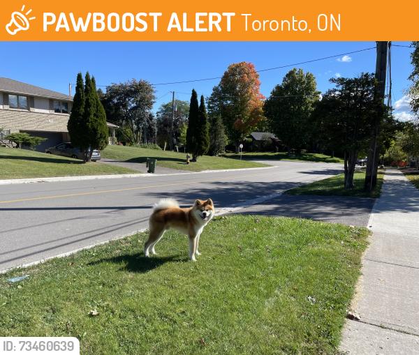Found/Stray Male Dog last seen Finch and bayview, Toronto, ON 