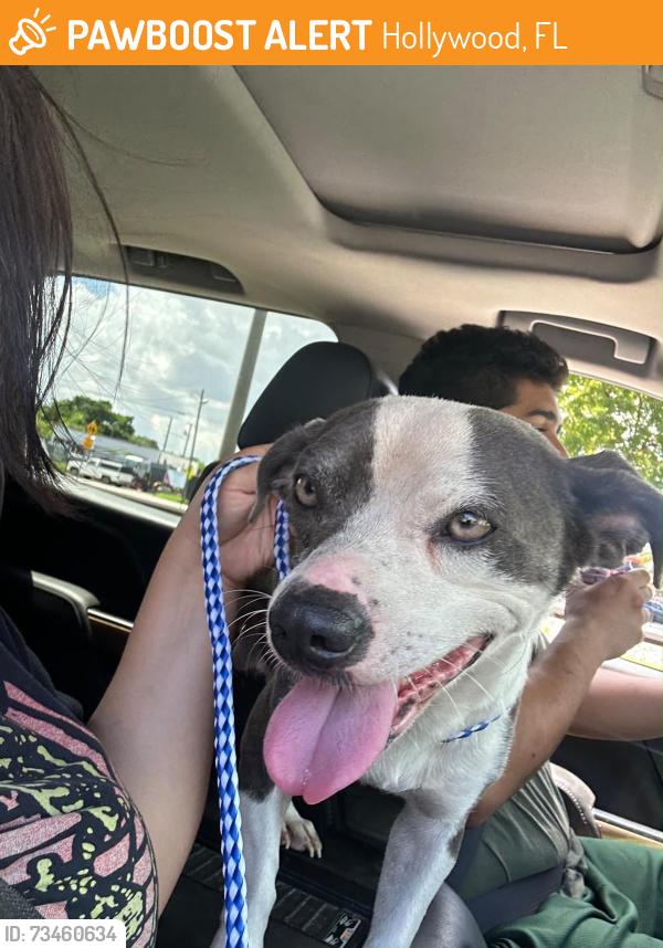 Found/Stray Male Dog last seen johnson St in front of cambridge square hollywood, Hollywood, FL 33020