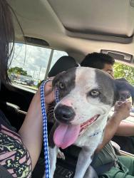Found/Stray Male Dog last seen johnson St in front of cambridge square hollywood, Hollywood, FL 33020