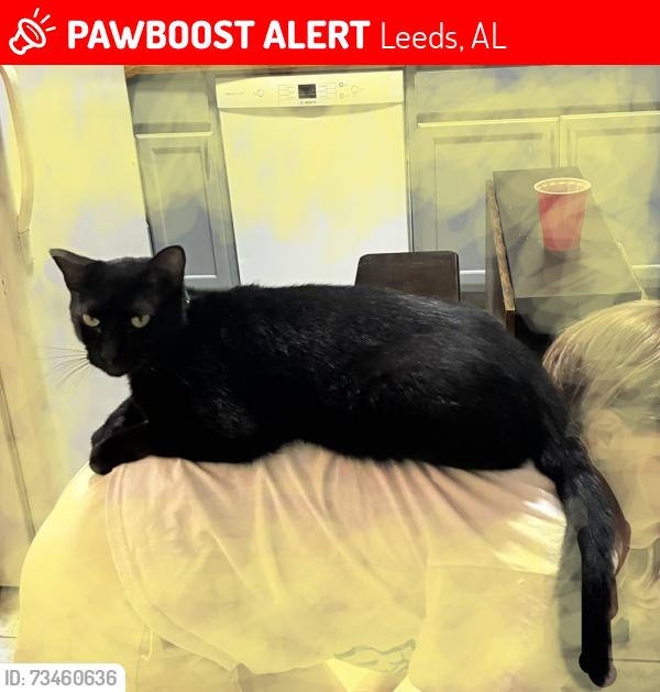 Lost Male Cat last seen Wilson & Roosevelt, Leeds, AL 35094