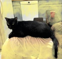 Lost Male Cat last seen Wilson & Roosevelt, Leeds, AL 35094