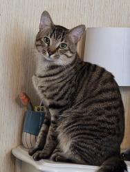 Reunited Male Cat last seen Meece Bridge Road, Greenville County, SC 29687