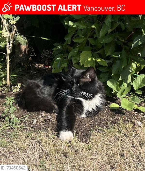 Lost Male Cat last seen 22nd and Vine, Vancouver, BC 