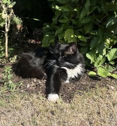 Lost Male Cat last seen 22nd and Vine, Vancouver, BC 