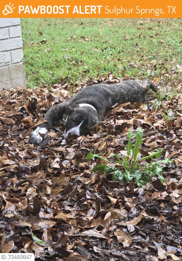 Found/Stray Female Dog last seen Helm & Live oak, Sulphur Springs, TX 75482