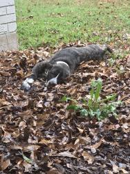Found/Stray Female Dog last seen Helm & Live oak, Sulphur Springs, TX 75482