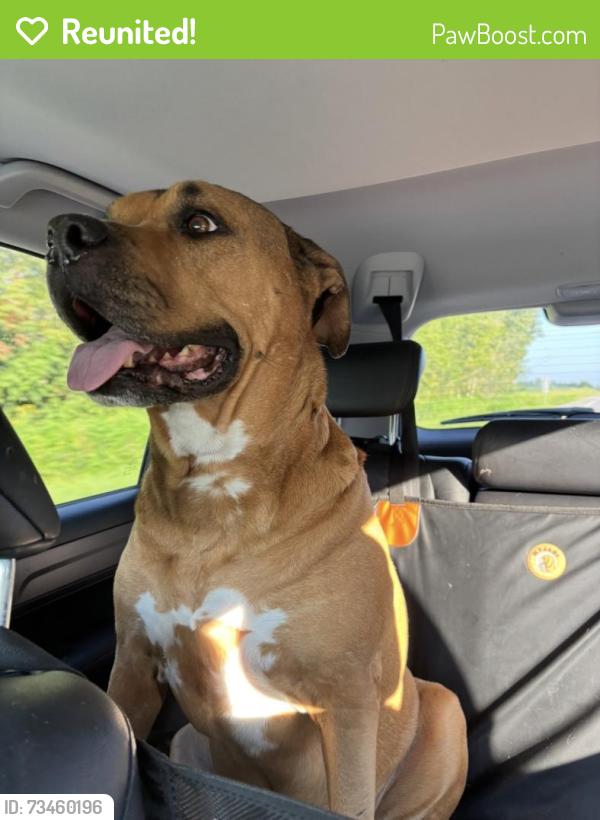 Reunited Male Dog last seen Houston Street and Elm by the quick trip, Saint Charles, MO 63301
