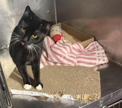 Shelter Stray Female Cat last seen Near E 153rd Street, BRONX, NY, 10451, 326 E 110th St, New York, NY 10029, USA