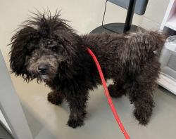 Shelter Stray Female Dog last seen Amboy Road, STATEN ISLAND, NY, 10307, 3139 Veterans Rd W, Staten Island, NY 10309, USA