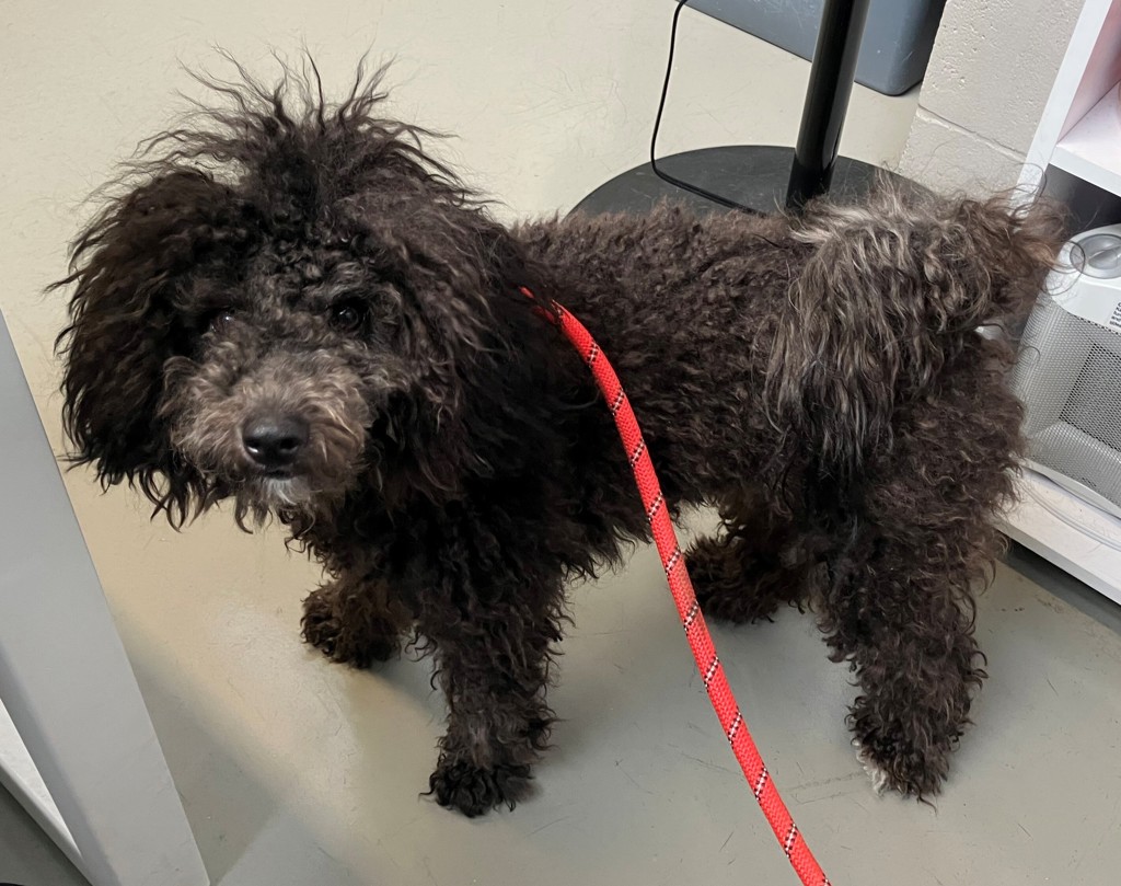 Shelter Stray Female Dog last seen Amboy Road, STATEN ISLAND, NY, 10307, 3139 Veterans Rd W, Staten Island, NY 10309, USA