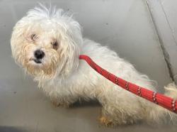 Shelter Stray Female Dog last seen Near W 8th Street, BROOKLYN, NY, 11224, 3139 Veterans Rd W, Staten Island, NY 10309, USA