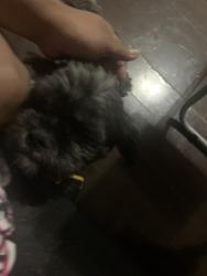Lost Male Dog last seen Myrtle Ave, Brooklyn, NY 11206