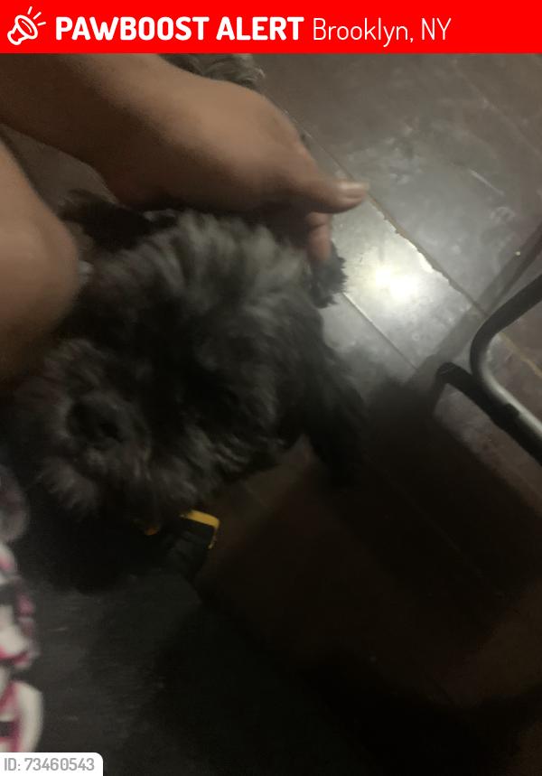 Lost Male Dog last seen Myrtle Ave, Brooklyn, NY 11206